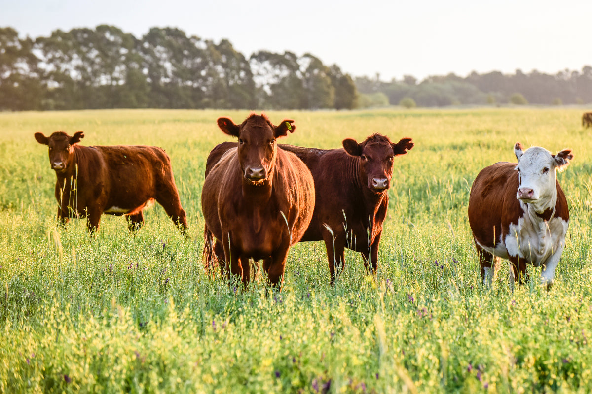 Why “Farm-to-Freezer” Meat Just Tastes Better: The McBee Meat Company Difference