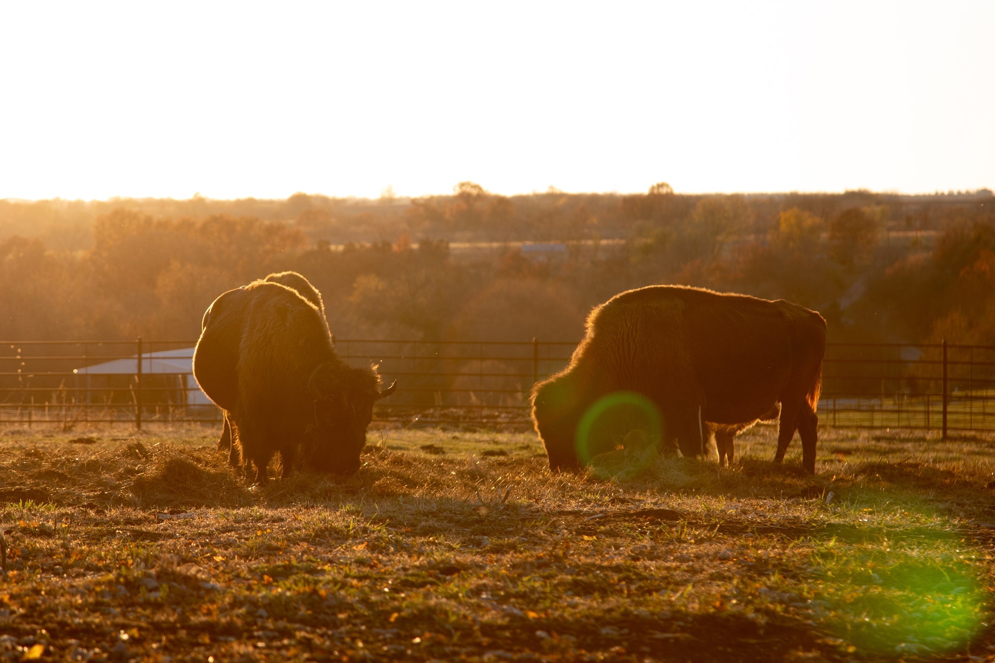 Farm-Raised vs. Factory-Farmed: The Health Benefits of Knowing Your Meat