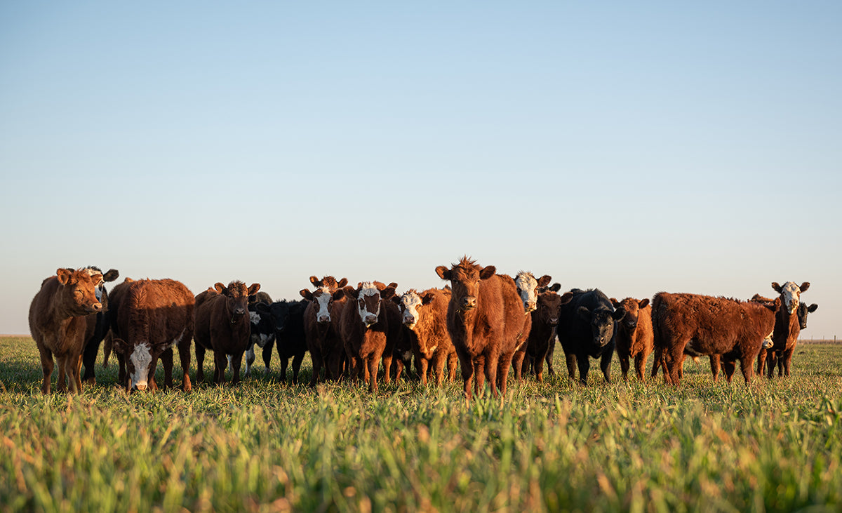 Why More People Are Choosing Farm-Raised Meat Over Grocery Store Meat in 2025