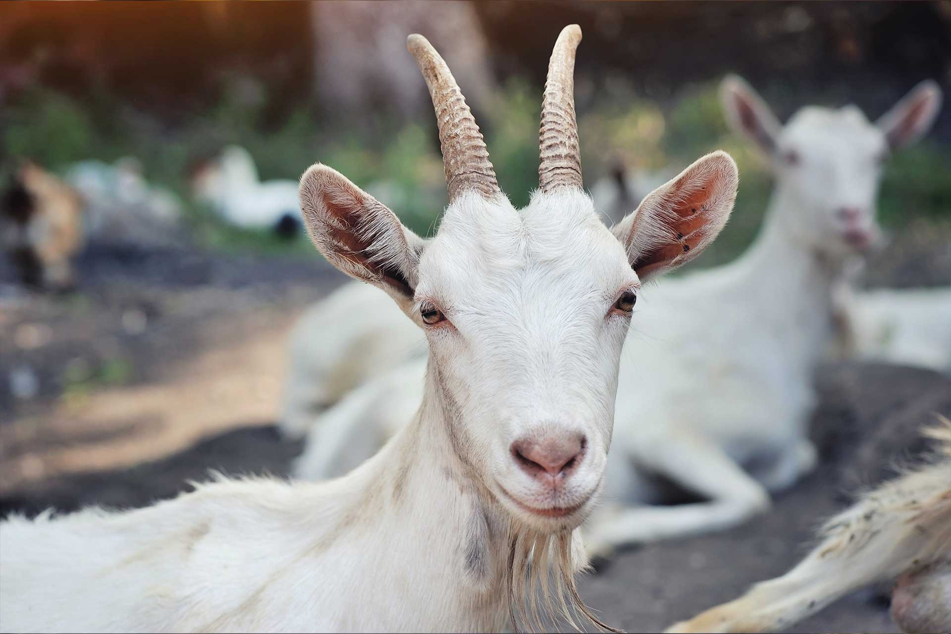 goats_img
