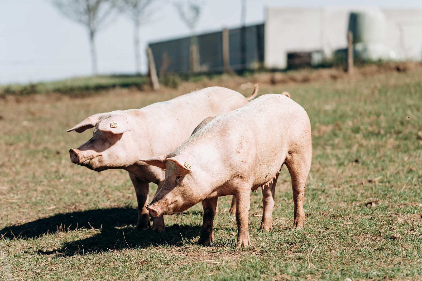 Hog Processing | McBee Meat Company